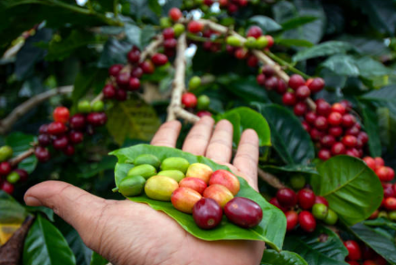 Sumatra - Contractor's Cut