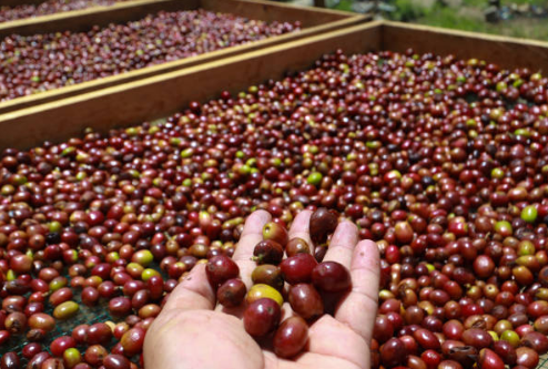 Sumatra - Contractor's Cut